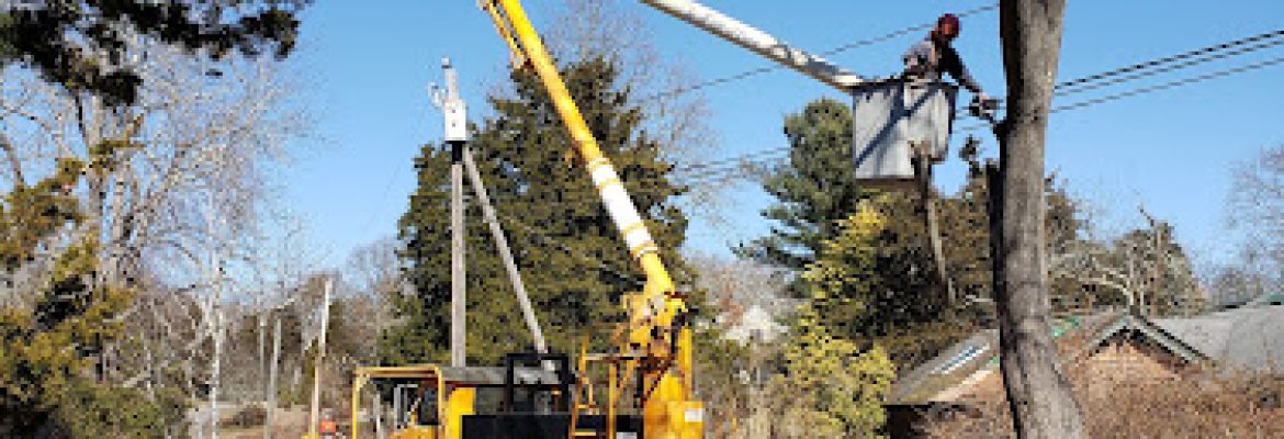 Southeast Tree Services