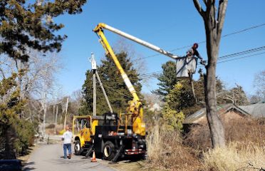 Southeast Tree Services