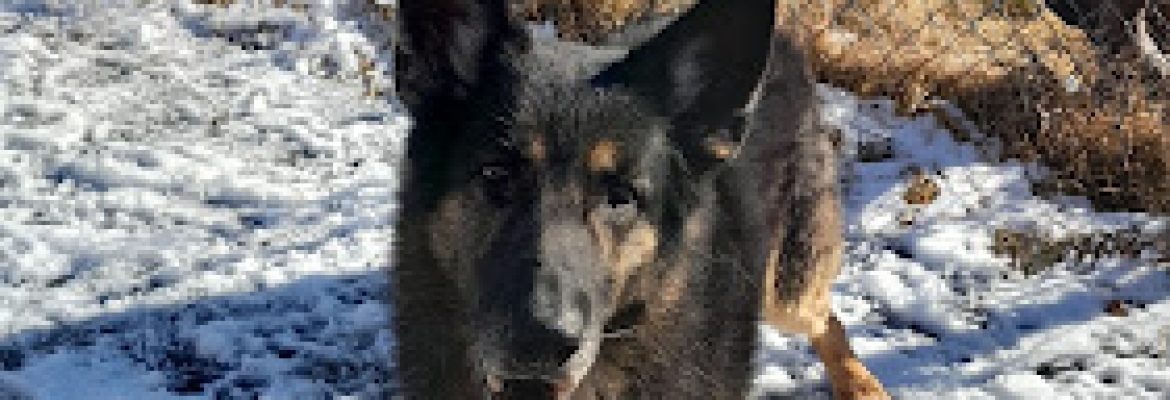 Stafford Town Dog Warden