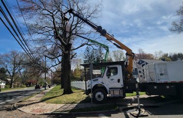 Trout Brook Arborists