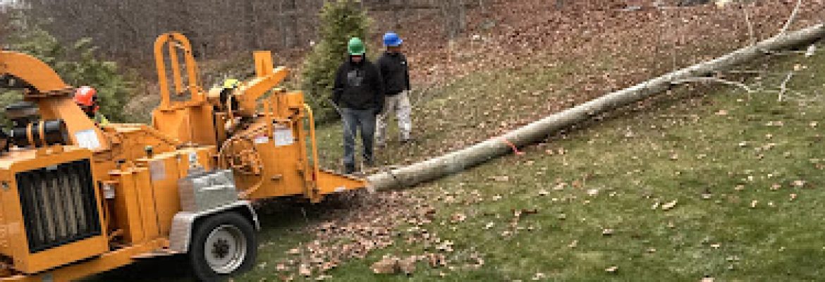 Temo Landscaping & Tree Service