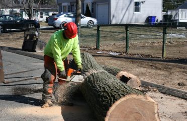 Evergreen Tree Service