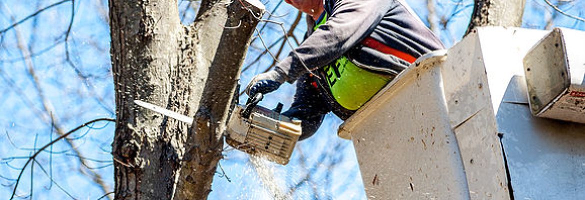 Highlander Tree Service