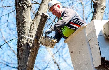 Highlander Tree Service