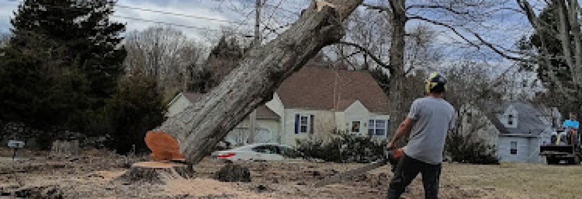 S&E Tree Service LLC