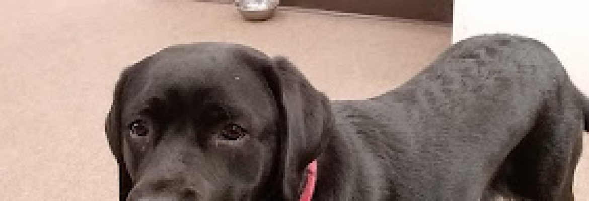 Finish Line Labradors