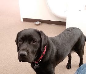 Finish Line Labradors