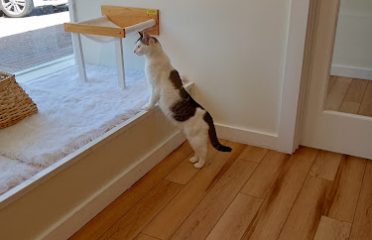All the Single Kitties