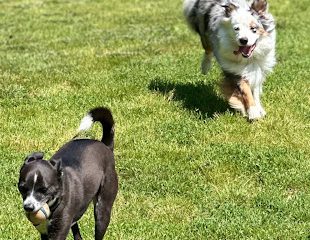 American K-9 Academy