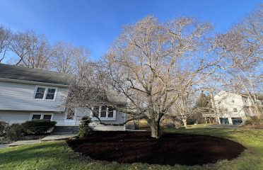 Tree Tactics LLC