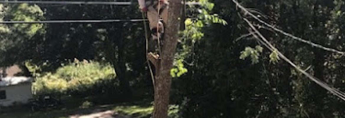 Cutting Edge Tree Service Colchester