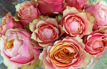 DVFlora