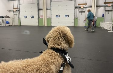 Paws ‘N Effect Canine Training Center