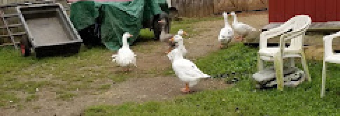 Stoney Brook Farm