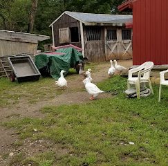 Stoney Brook Farm