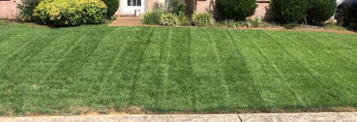 LawnStarter Lawn Care Service