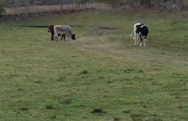 Castle Hill Farm Inc