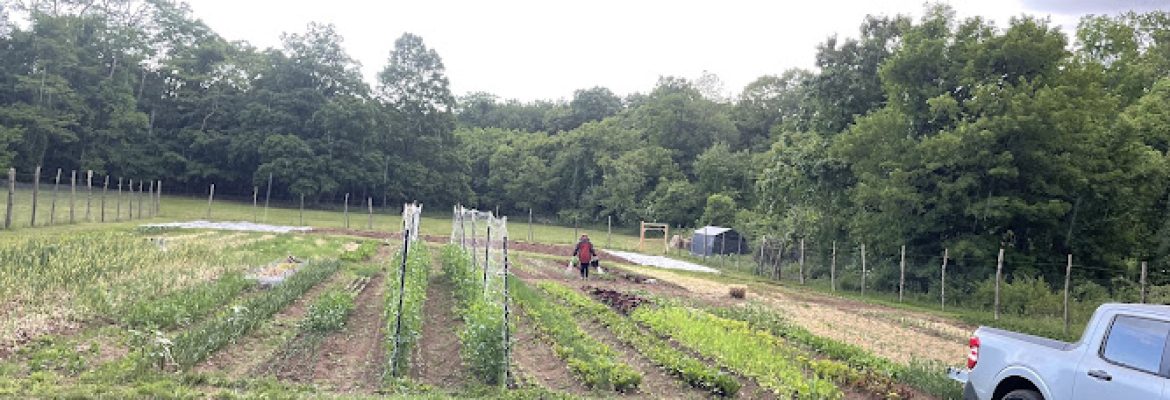 Beets & Blooms Farm