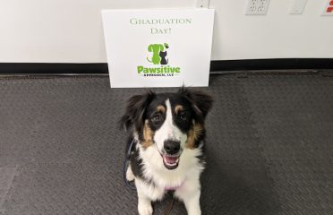 PAWsitive Approach, LLC