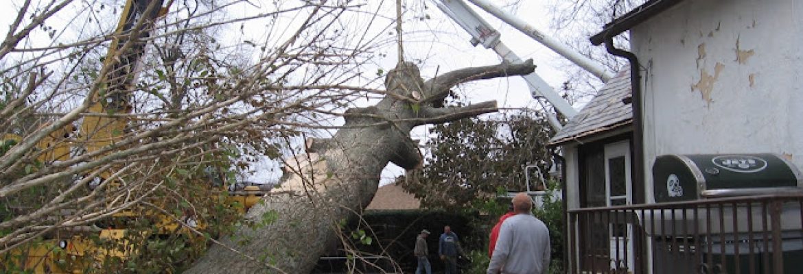 Mount Carmel Tree Service