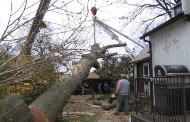 Mount Carmel Tree Service