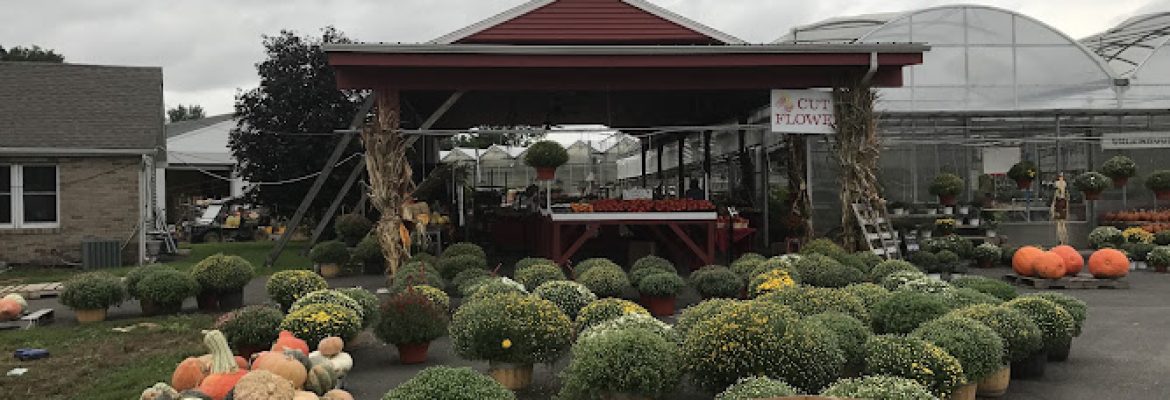 Country Farm 1