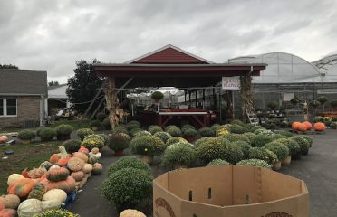 Country Farm 1