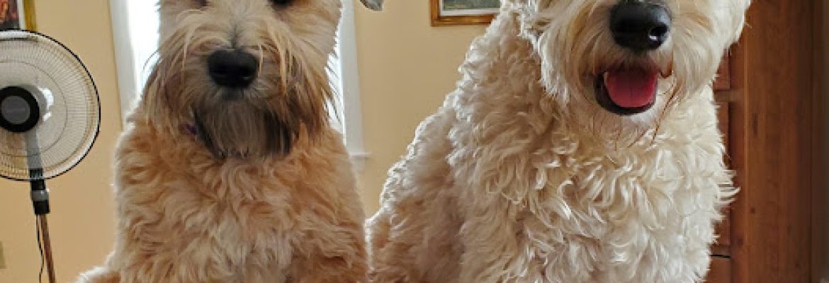 CT Country Wheatens, Goldendoodles and Whoodles