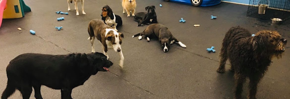 Unleashed Doggie Daycare