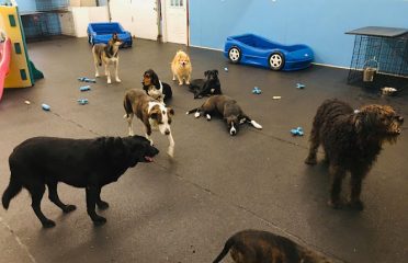 Unleashed Doggie Daycare