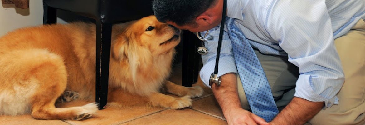 Bull’s Head Pet Hospital