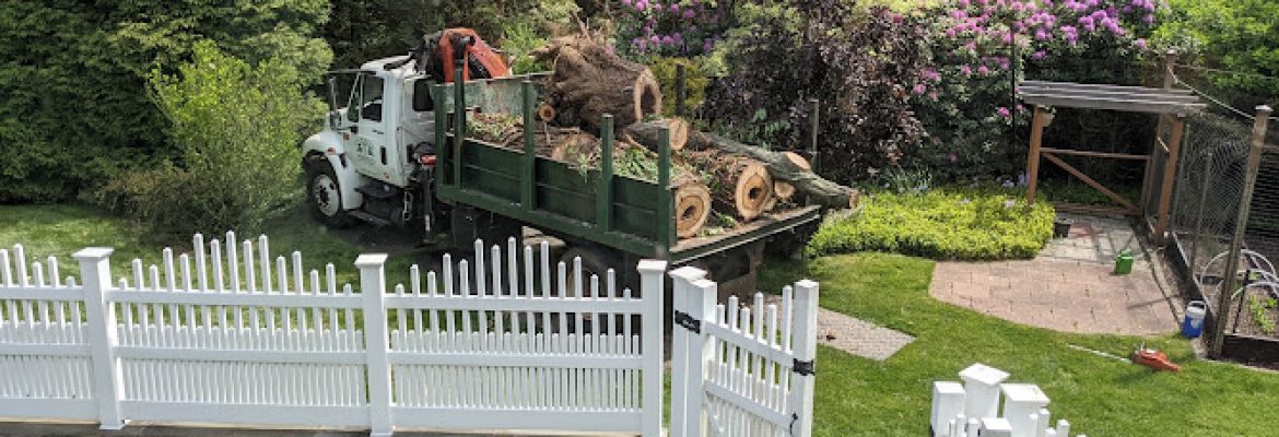 Evergreen Tree Service Wilton