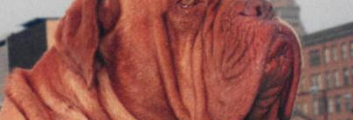Hot Diggity Dogue de Bordeaux