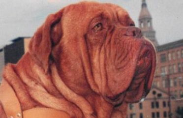 Hot Diggity Dogue de Bordeaux