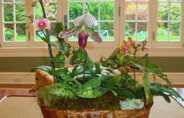 The Flower Basket of Westport