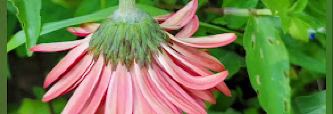 Town of Montville – Animal Control