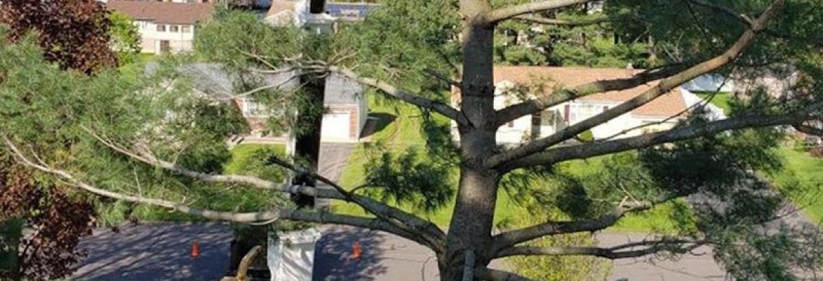 Advanced Tree Service LLC