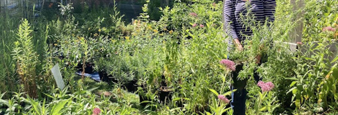 Urbanscapes Native Plant Nursery