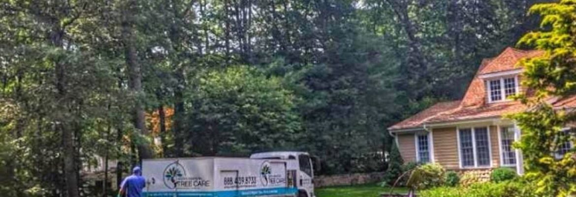 North Eastern Tree , Shrub and Lawn care