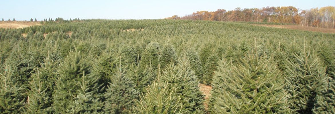 Dzen Tree Farm Inc