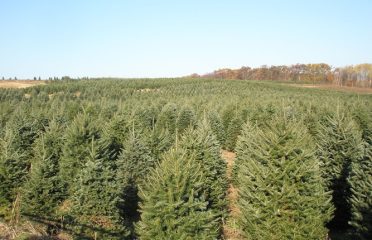Dzen Tree Farm Inc