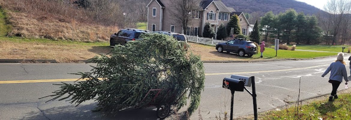 Sam’s Tree Farm