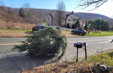 Sam’s Tree Farm