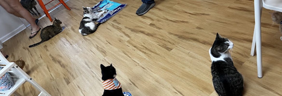 Mew Haven Cat Cafe