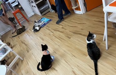 Mew Haven Cat Cafe