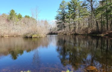 Pachaug State Forest