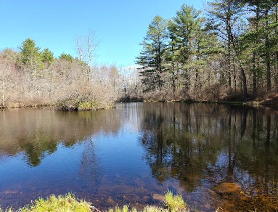 Pachaug State Forest