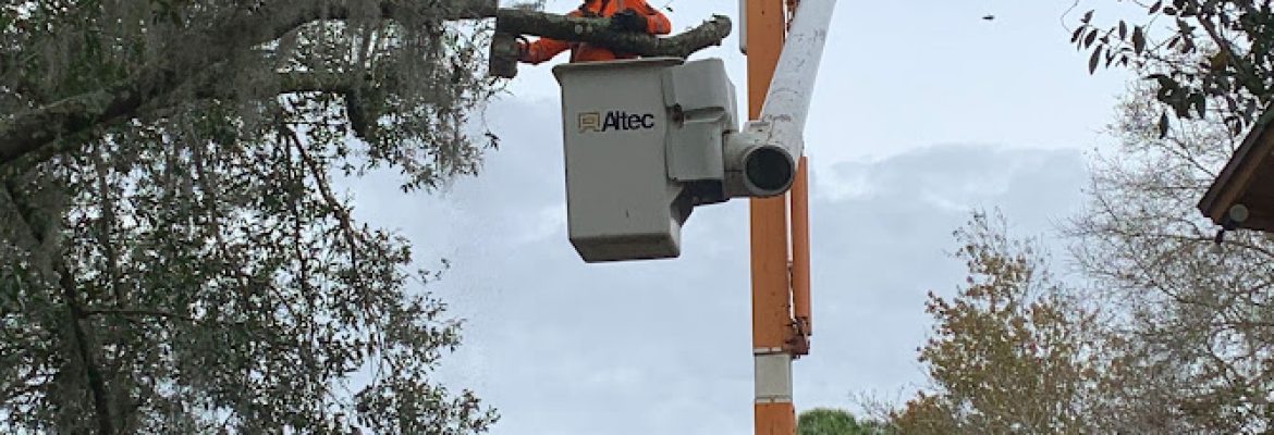 Four Seasons Tree services