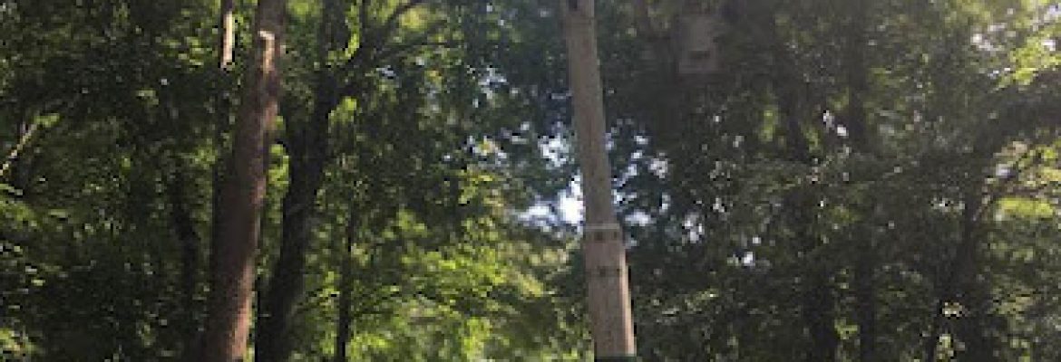 JS tree experts