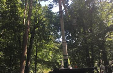 JS tree experts